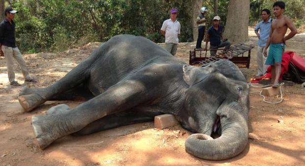 Elefante muore mentre trasporta i turisti: un attacco di cuore per la stanchezza