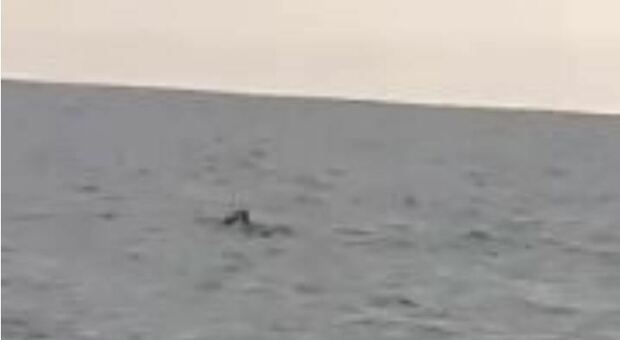 Porto Cesareo, avvistata una foca monaca nella riserva naturale: «In queste acque mancava da 70 anni»