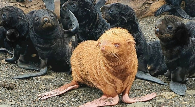 Il rarissimo cucciolo di otaria con la pelliccia rossa emarginato dalla colonia: ora rischia di morire