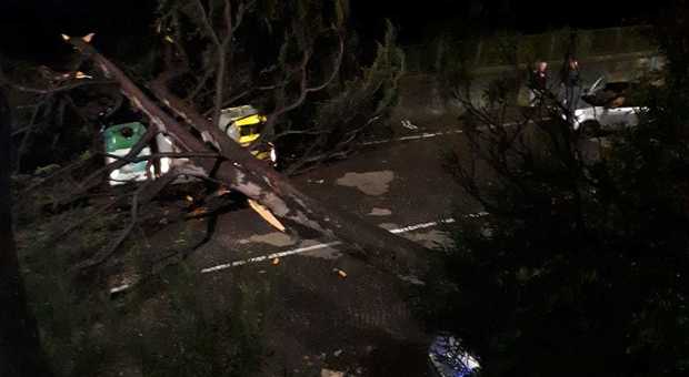 Napoli, enorme cedro cade su via Posillipo: strada bloccata intervengono i pompieri