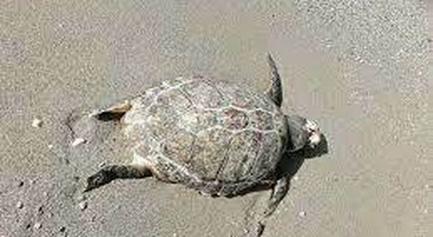 Centinaia di tartarughe trovate morte sulla stessa spiaggia dove sono state scoperte dozzine di leoni marini senza vita