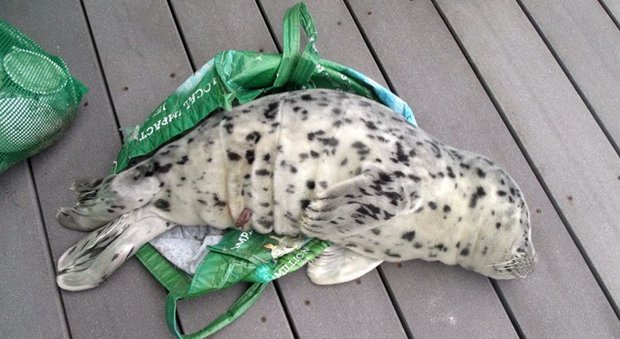 Trova cucciolo di foca in spiaggia e lo porta a casa: voleva fare del bene, poi il dramma