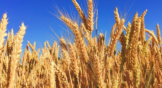 Ucraina, export di grano riprenderanno il 27 luglio dal porto di Chornomorsk