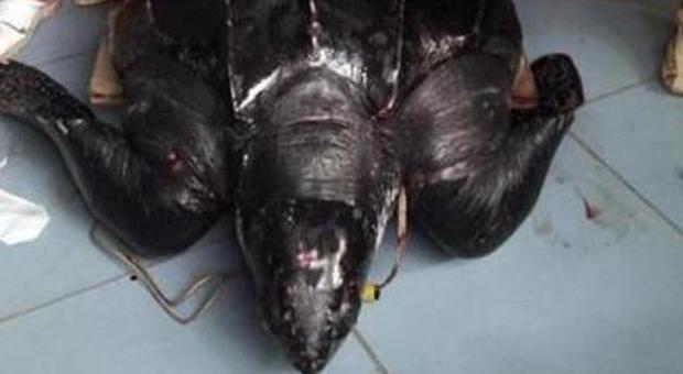 Tartaruga "liuto" pescata a Lampedusa: pesa 250 kg
