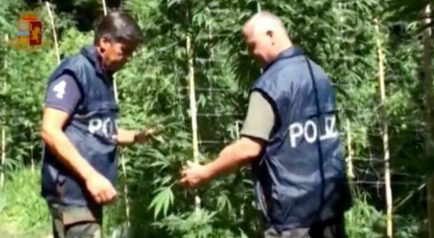 Controlli antidroga nel Vesuviano, scoperta una piantagione con 37 chili di marijuana