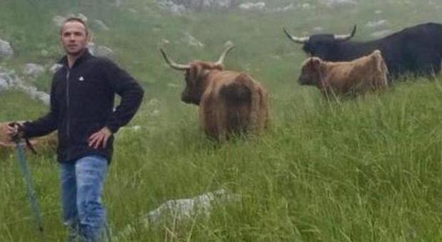 Simone De Val con le mucche scozzesi