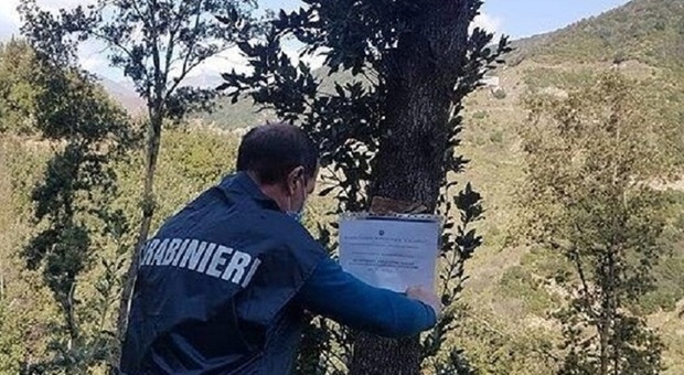 Salerno, uomo colpito da un grosso ramo mentre taglia alberi: è in prognosi riservata