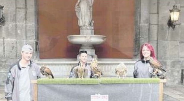 Palazzo Reale di Napoli, arrivano i falchi per scacciare i piccioni