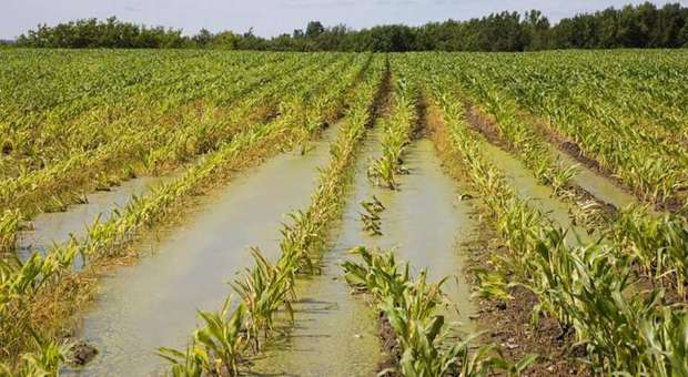 Ondata di maltempo, almeno un centinaio le aziende agricole danneggiate