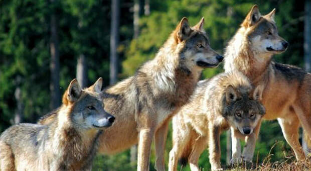 Orsi e lupi “nel mirino” dei cacciatori delle Alpi friulane. La richiesta: «Limitare il numero di esemplari»