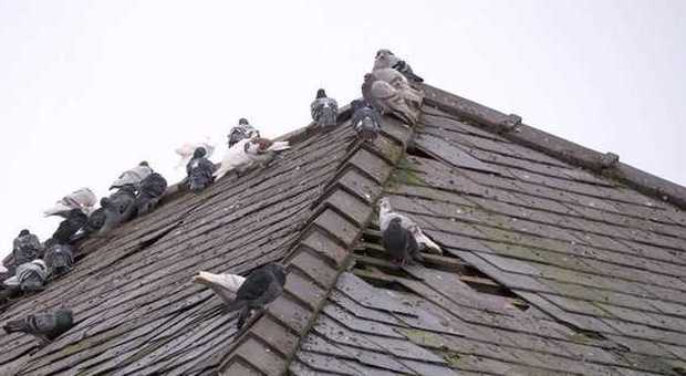 Trecento piccioni appollaiati su un tetto solo: la polizia controlla la casa e scopre il motivo