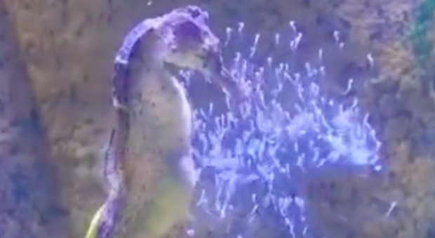La danza del cavalluccio marino che partorisce centinaia di minuscoli ippocampi: il video commovente sui social