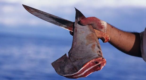 anche i grandi squali bianchi sono vittime dello shark finning (foto di Remo Sabatini)