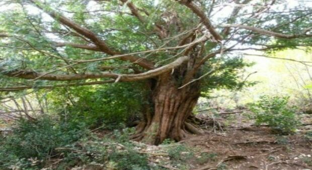 Il tasso millenario di Cingoli inserito nell’elenco degli alberi monumentali. È anche un'attrazione turistica