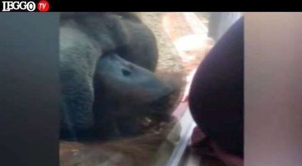 L'orango "romanticone", bacia il pancione della donna incinta. Il video commuove il web