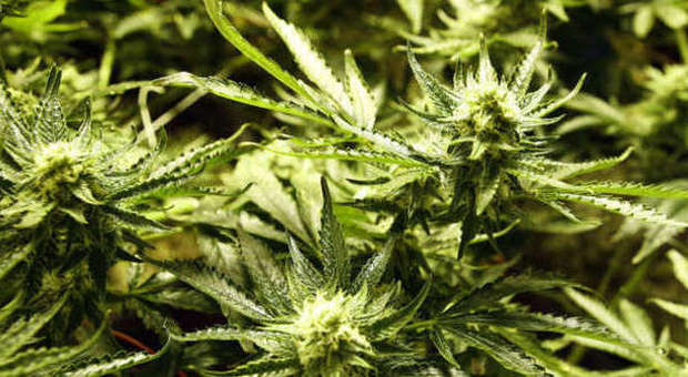 Viterbo, marijuana, scovata maxi piantagione da migliaia di euro