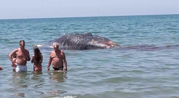 Balena morta sul litorale scoperta dai bagnanti: c'è il rischio che scoppi