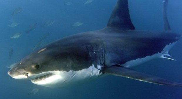 Katherine, l'enorme squalo bianco scomparso dai radar un anno fa, è riapparsa