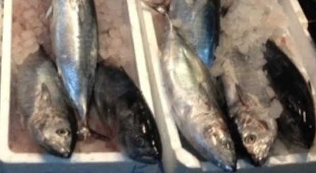Ecco la “black list” dei cibi pericolosi: dal tonno spagnolo alle arachidi cinesi