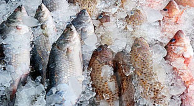 Pesce non a norma: sequestrati 100 chili e multa da 3.500 euro