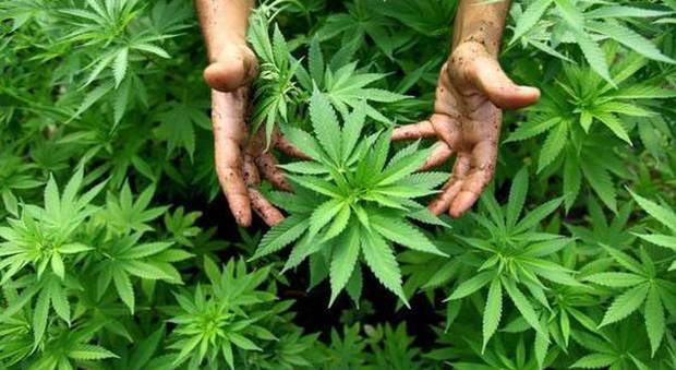 Cannabis, oggi in aula testo per la legalizzazione. Non c'è intesa, verso il rinvio