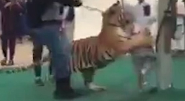 Arabia Saudita, panico allo zoo: tigre al guinzaglio attacca bimba di cinque anni