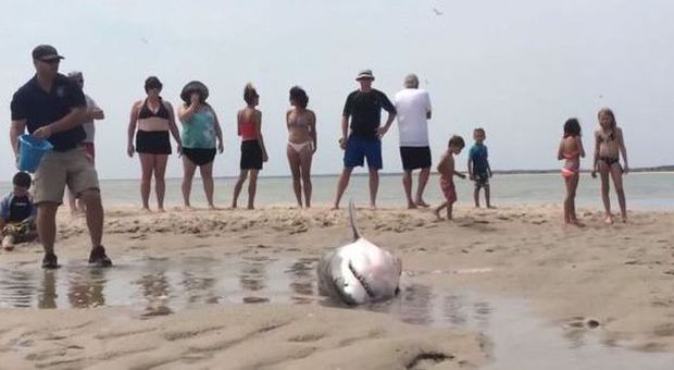 Lo squalo finisce in spiaggia per inseguire i gabbiani e si arena: i turisti lo salvano -Guarda