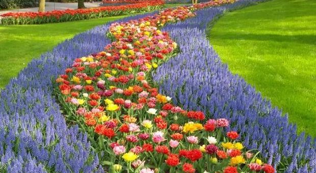 Olanda, bagno di tulipani al Keukhenof: il parco che apre solo 60 giorni all'anno