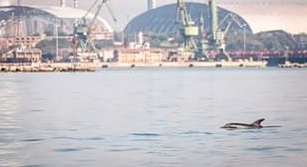 Nel mare dell'ex Ilva, spunta un delfino: nello scatto tutte le contraddizioni di Taranto