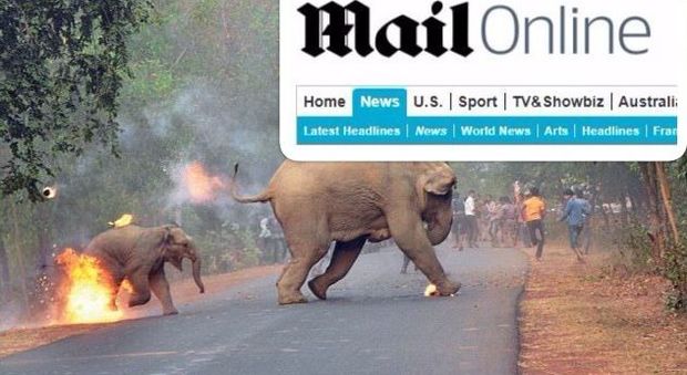 Cucciolo di elefante e la sua mamma colpiti dal fuoco: la foto vince il premio ed è pioggia di polemiche