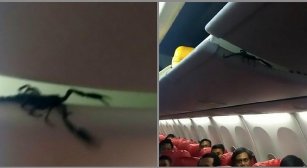 Scorpione gigante cammina sulla testa dei passeggeri: panico sull'aereo