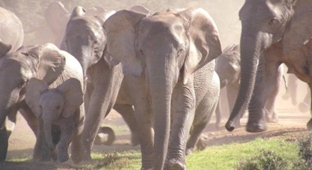 Nepal, branco di elefanti travolge villaggio: un morto