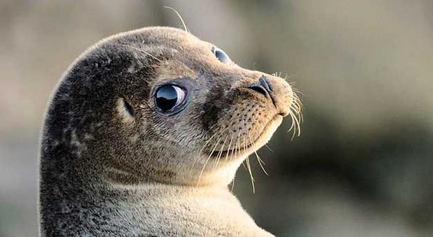 Attaccato da un branco di foche si rifugia su una scogliera: salvato dalla guardia costiera