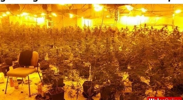 Enorme piantagione di cannabis scoperta sotto l'ex centro dei testimoni di Geova (Wales Online)