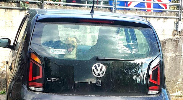 Cane lasciato in auto al sole: carabinieri rompono finestrino