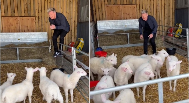 Gordon Ramsay sceglie l'agnello da uccidere per pranzo: «Gnam gnam». E piovono critiche sui social