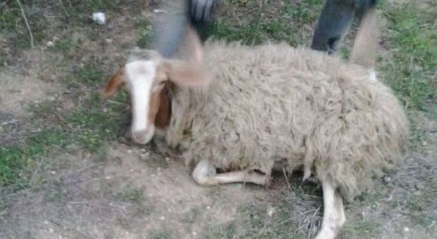 Uccise 50 pecore in masseria. Qualche ora prima l'auto-pirata contro il gregge
