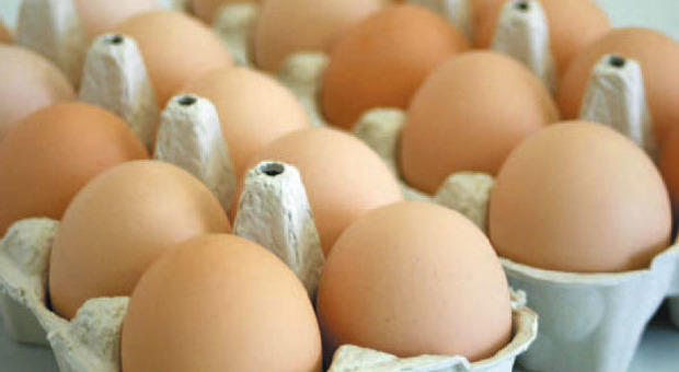 Allarme uova biologiche contaminate: il ministero dispone il ritiro dagli scaffali - I MARCHI A RISCHIO