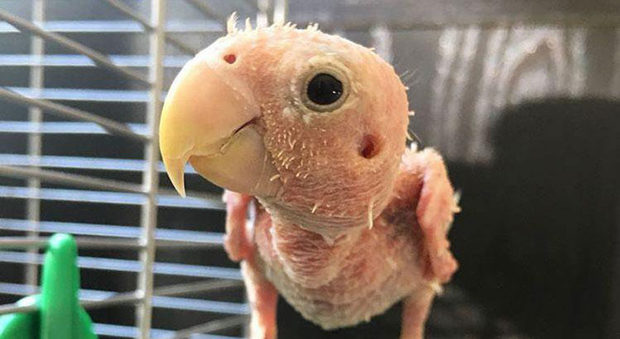 Il pappagallino incapace di volare conquista il web: le foto su Instagram sono virali