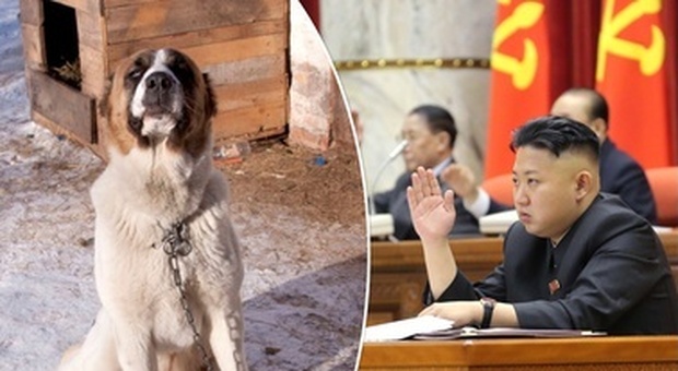 Kim Jong-un vuole confiscare i cani da compagnia: "Il cibo scarseggia". L'allarme dei proprietari: "Finiranno nei ristoranti!" (immagine pubbl da Leggo)