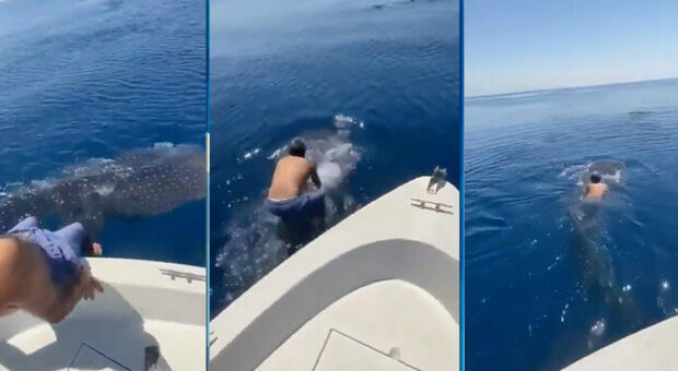 Un uomo salta su uno squalo balena e lo cavalca - VIDEO