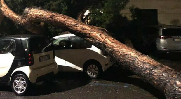 Roma, paura in via Severano: per il maltempo crolla un pino di 15 metri, auto danneggiate
