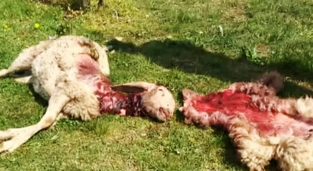 Due delle oltre 25 pecore assalite in Alto Adige. (foto Adige.it)