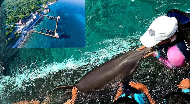 Al parco marino messicano si può nuotare con i delfini rinchiusi, cone da foto, nel recinto in mare. (Immagini diffuse sui social da Dolphin Cozumel)