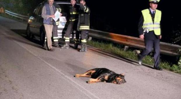 Rottweiler investito e ucciso, caccia al pirata della strada