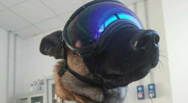 Uno dei cani pronti a intervenire in valanga, con le apposte maschere per la neve
