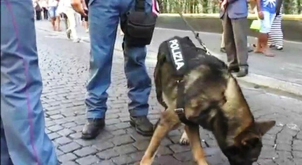 Il cane poliziotto fiuta l'hashish nelle mutande, giovane scoperto e segnalato a Porto San Giorgio
