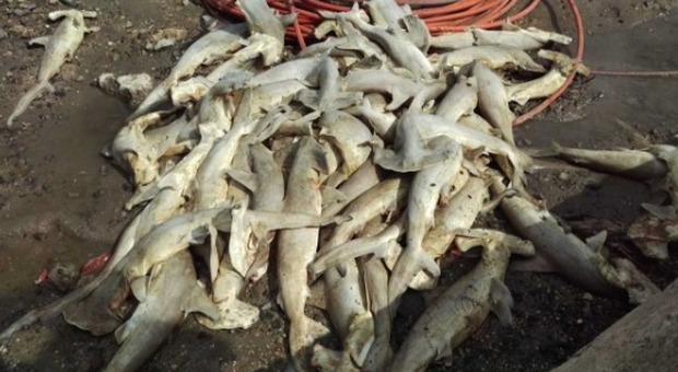 Hawaii, ritrovati morti quasi 100 cuccioli di squalo