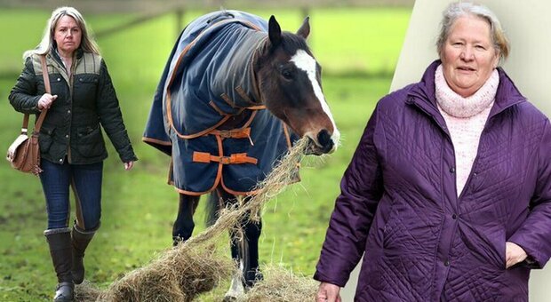 Emesso un ordine restrittivo nei confronti di una donna di 67 anni per aver dato da mangiare ripetutamente a un cavallo che le sembrava triste