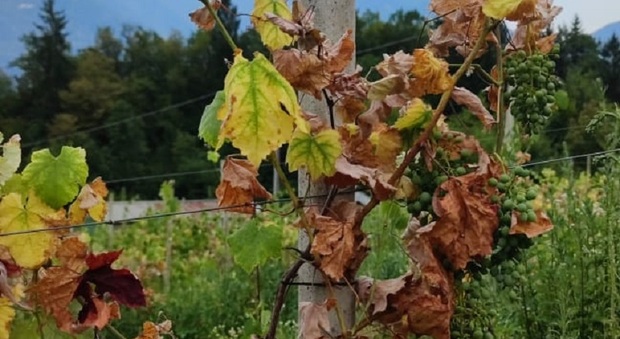 Allarme parassita, metà delle vigne sono a rischio: «Serve un pesticida»